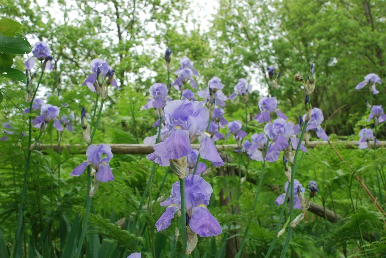 Casale Dionisia, Santa Maria Di Castellabate, Appartamento Iris Extérieur photo